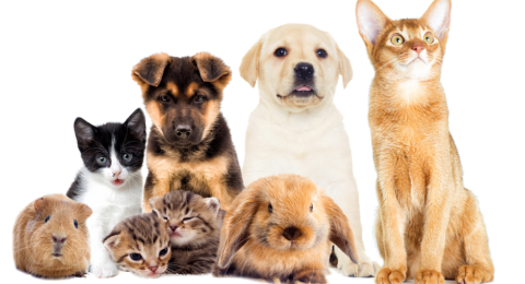 Les horoscopes et les animaux de compagnie : Quel animal convient le mieux à chaque signe ?