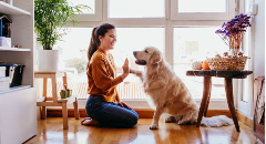 compatibilite-signe-animal-compagnie
